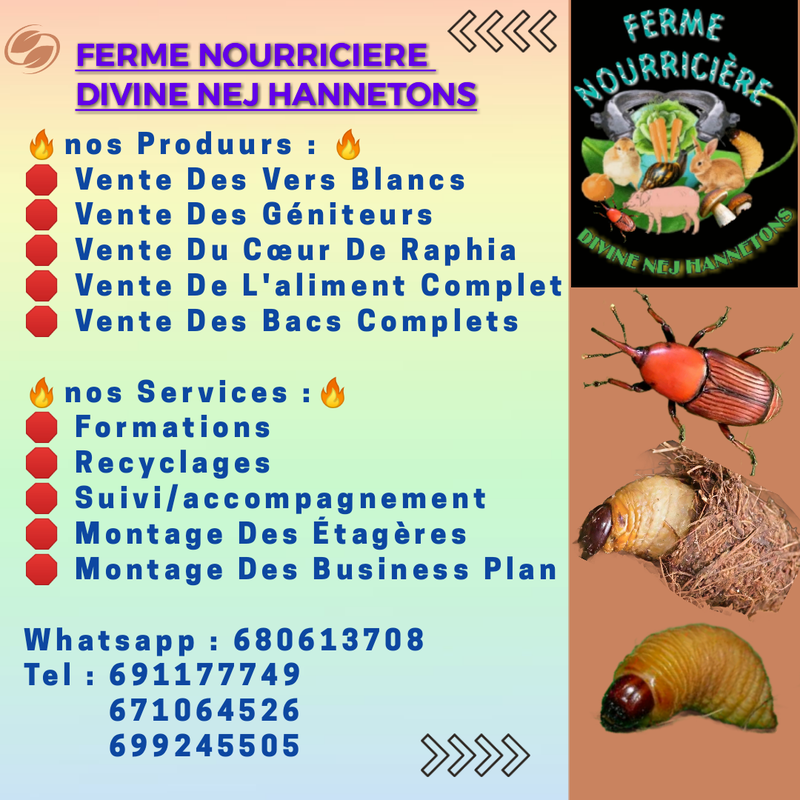 DIVINE NEJ HANNETONS